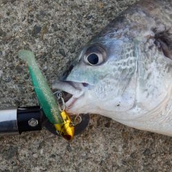 淀川キビレは本命⁇キープ⁇